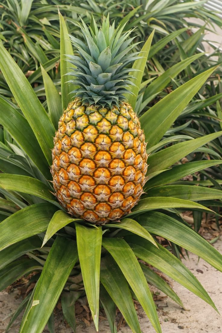 Bibit Nanas Madu